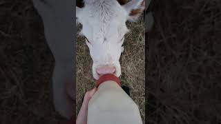 Feeding a 4 day old hereford bull calf cow hereford milkies feeding [upl. by Ida]