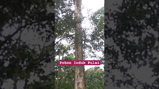 POHON INDUK PULAI Alstonia scholaris [upl. by Ttereve]