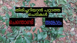 ചെന്തൊണ്ടി അങ്കോലം തിരിച്ചറിയാൻ സാധിക്കാത്ത രണ്ടു ഔഷധ ചെടികൾ തൊണ്ടി കൊരണ്ടി ankolam [upl. by Willi]