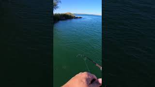 Smallmouth Bass Catching Bass Subscribe [upl. by Luca675]