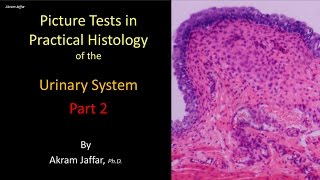 Picture tests in histology of the renal system 2 [upl. by Aivilys]