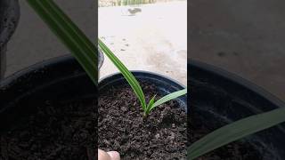 How to Transplant California Fan Palm seedlings palms palmtree plants viralvideo [upl. by Eelsew]