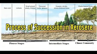 Process of Succession in Xerosere  Stages of Xerosere Succession and their Stages Explained [upl. by Kcerred]