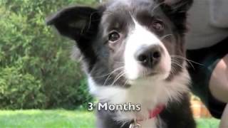 Scrappy the Border Collie Puppy [upl. by Rus]