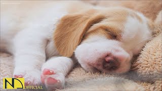 20 HOURS of Deep Sleep Dog Calming Music🐶🎵Anti Separation Anxiety Relief🐶Music for Dogs💖🎵 NadanMusic [upl. by Aseefan532]