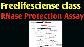 RNase Protection Assay [upl. by Halyk16]