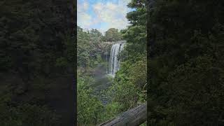 Rainbow Falls on the Kerikeri River waterfall NZ nature [upl. by Nady282]