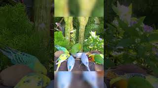 CAT TV in 4K HDR  Video for Cat TropicalSounds TropicalRain RelaxingNature [upl. by Chard]