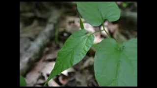 Virginia Snakeroot Aristolochia serpentaria [upl. by Bendite95]