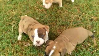 Alapaha BlueBlood Bulldog puppies [upl. by Bouchard505]