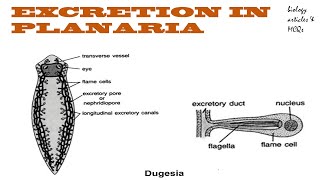 Excretion in Planaria  Protonephridia  Flame cells  BIOLOGY ARTICLES AND MCQS [upl. by Haymes]