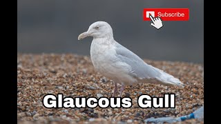 Glaucous Gull Dover Kent [upl. by Poore280]