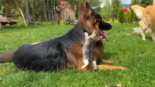 Giant German Shepherd Gets Attacked By Fearless Kittens [upl. by Gaile16]