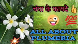 चंपा के पौधे की देखभाल कैसे करें All about Plumeria CareHow to grow and care of Champa [upl. by Ytissac]