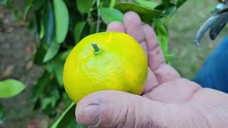 39 On ONE Tree Container Grown Satsumas [upl. by Neerom115]