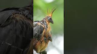 Hoatzin 🐣 🌀✨🐣🥺🥚😮‍💨🫠👀❣️😍 birds kozhi saranfarm chicks egg salem insect [upl. by Furgeson]