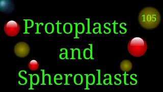 Protoplasts amp Spheroplasts EnteMicrobialWorldmicrobes microbiology bacteria cellbiology cell [upl. by Ferree]