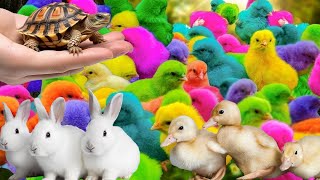 Catch Cute Chickens Colorful Chickens Rainbow Chicken Rabbits Cute TortoiseDucks🐤🦆🐢🐇 [upl. by Arad]