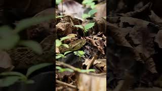 Pit Viper in Corcovado [upl. by Acyre]