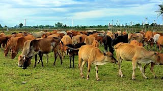 Funny Cows Enjoying Green Grass Video  Cow Shepherd Sounds [upl. by Haidadej]