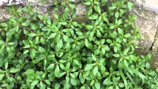 Health Benefits of Pellitory Herb [upl. by Els]