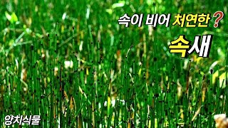 퍼니의 양치식물 속이 비어 처연한 속새 Equisetum hyemale L [upl. by Llenrup]