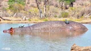 Terrapins Sitting On A Hippo [upl. by Mientao260]