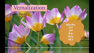 Vernalization  Plant Physiology  Botany [upl. by Aiyekal]