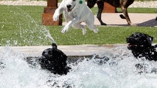 MURRIETA Dog water park opens to public [upl. by Nnairret220]