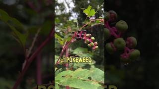 A poisonous elderberry lookalike foraging elderberry plants [upl. by Ihculo]