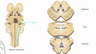 AXON Trigeminothalamic Pathway Pain amp Temperature from Face 7 of 9 [upl. by Enirahtac82]