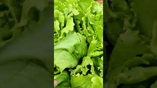 lettuce iceberg growing at home uk organicvegetablegarden garden lettuce [upl. by Dorree880]