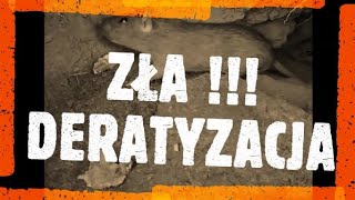 Jak zlikwidować szczury  jak pozbyć się szczurów  deratyzacja  jak przeprowadzić deratyzację [upl. by Meekah]