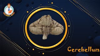 Cerebellum full BanglaDemo [upl. by Fedora338]