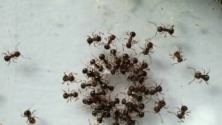 堅硬雙針家蟻 Pristomyrmex punctatus [upl. by Dwinnell]