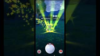 Spotlight hour ✨ Shiny Teddiursa caught 👍 [upl. by Helenka]