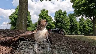 Trapping my 2024 Red tail [upl. by Erdried531]