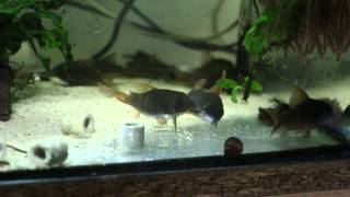 Corydoras concolor spawning [upl. by Hnahk]