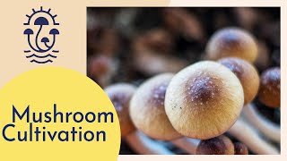 Mushroom Cultivation Tour How to Grow Mushrooms [upl. by Fabria]