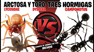 ARAÑA ARCTOSA Y ARAÑA TORO VS TRES HORMIGAS [upl. by Eanel]