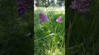 Orchis pyramidal  Anacamptis pyramidalis Short [upl. by Mccormac969]