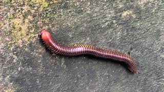 Millipede vs Centipede millipede millionviews nature villagevlog travel villagelife [upl. by Galvin]