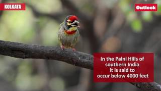 Nesting of Coppersmith Barbet [upl. by Blane]