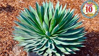 10 Gorgeous Agave Plants [upl. by Ahsuatal]