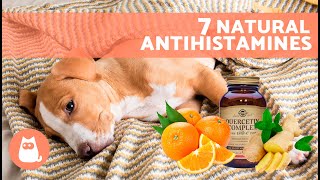 7 HOME REMEDIES for ALLERGIES in DOGS 🐶✅ Do These Natural Antihistamines Work [upl. by Hteazile]