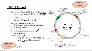 What are Plasmids What are different types of plasmids pSC101 pBR322 pUC18 plasmids [upl. by Risan]