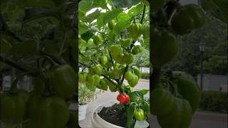 Amazing homestead vegetables  smartfarming  urbangardening  shorts [upl. by Pardo272]