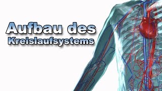 Aufbau des Kreislaufsystems  Anatomie  Pflege Kanal [upl. by Nivlag572]