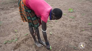 Drylands Transform a Research Project in the Districts of Napak and Moroto in East Africa Drylands [upl. by Martelli101]