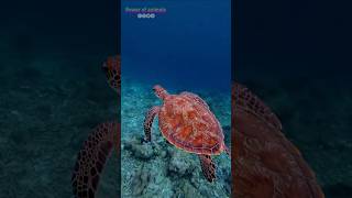 The leatherback sea turtle 🐢 life style youtubeshorts animals shorts leatherback [upl. by Haymes]